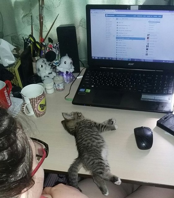 Наши забавные животные