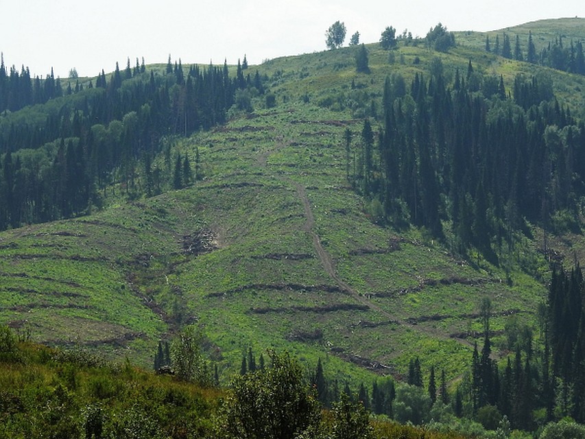 Вырубки в Змеиногорском районе. Фото: onf.ru