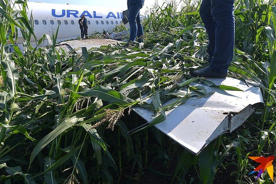 Воздушное судно при посадке проскользило по кукурузному полю несколько десятков метров. Фото: Владимир ВЕЛЕНГУРИН