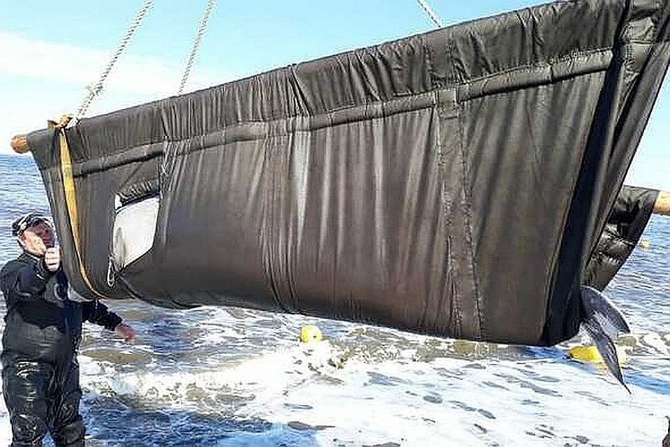 На свободе находятся 12 белух Фото: ВНИРО
