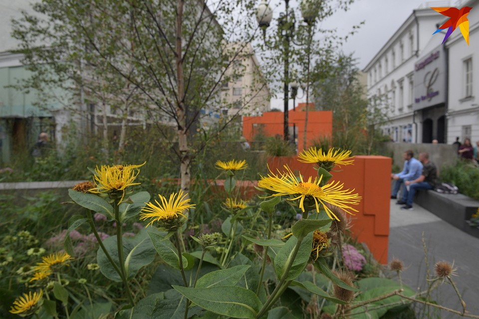Природный уголок невелик, но в нем уже полно всяких букашек, пчел, жучков Фото: Михаил ФРОЛОВ