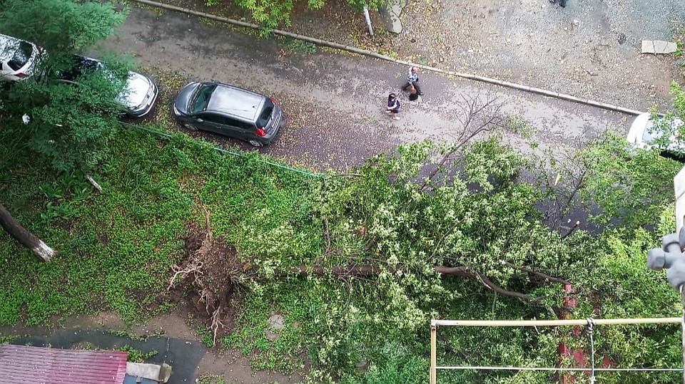 Дерево на Народном проспекте из-за ветра вырвано с корнем Фото: Комсомольская правда
