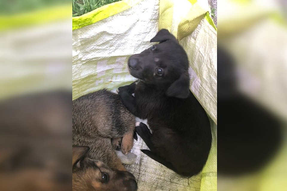 Парень нашел щенков в пакете на остановке. Фото: Василий Корниенко.
