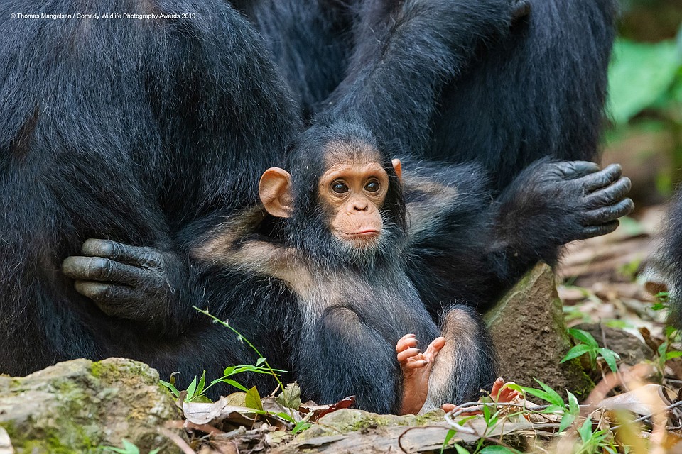 "Удобненько!" Фото:Thomas-Mangelsen/Comedy Wildlife Photography Awards 2019