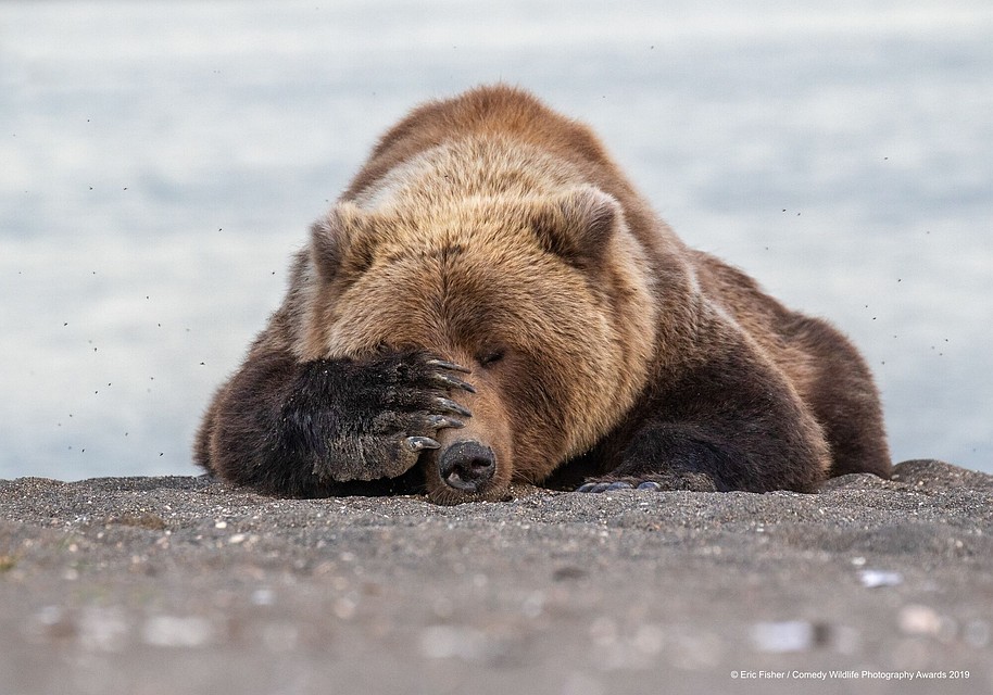 "Утро понедельника" Фото: Eric-Fisher/Comedy Wildlife Photography Awards 2019.