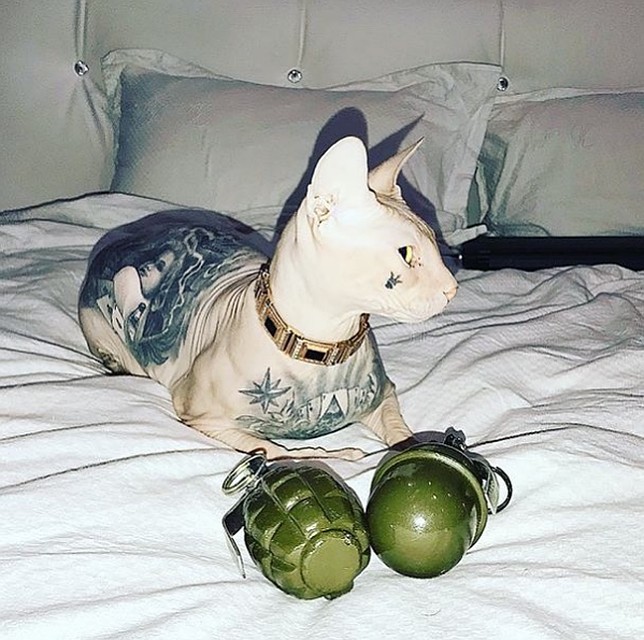У кота куча "тюремных" татуировок. Фото: Кот Бес в Instagram