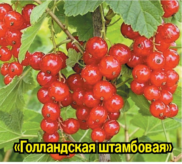 «Голландская штамбовая»