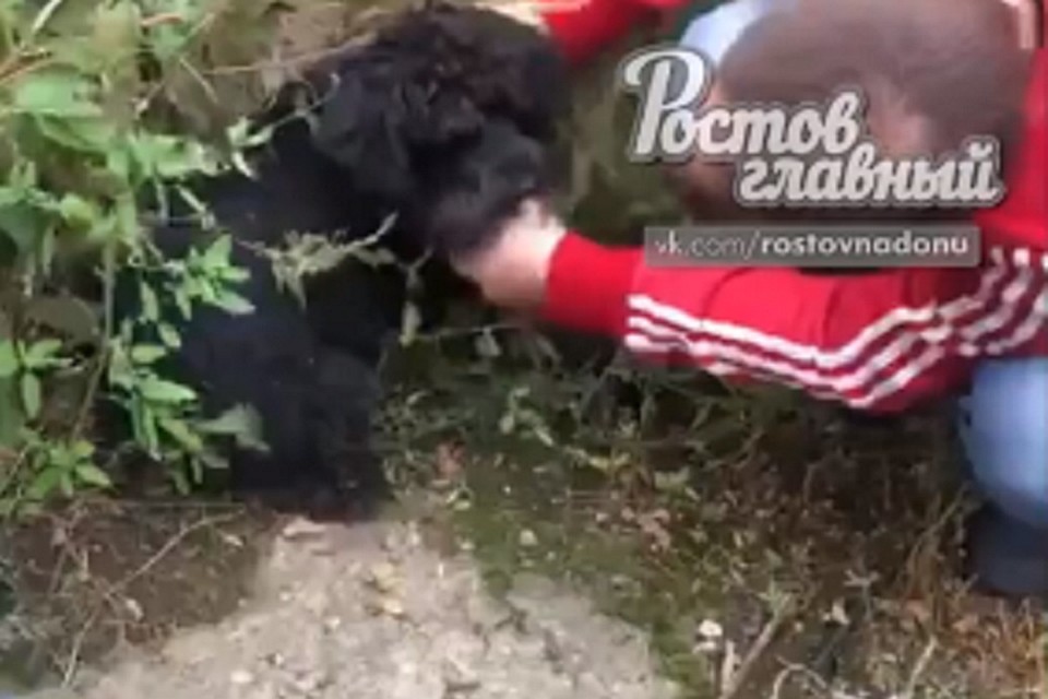 Собака крайне истощена