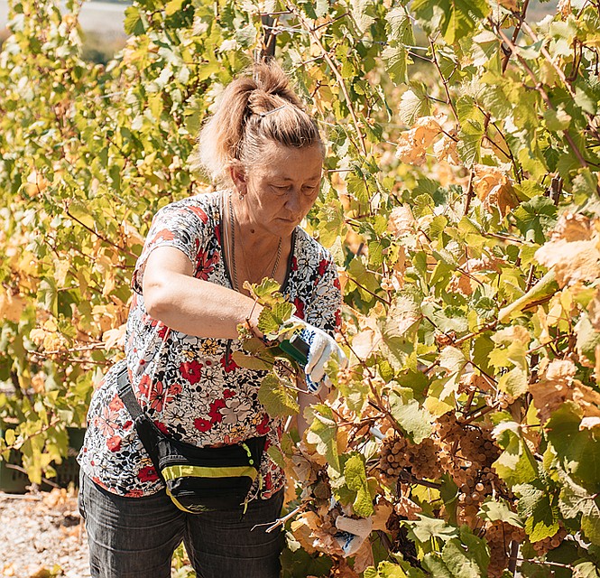Сборщица Светлана (в цветастой футболке) работает на виноградниках уже 20 лет