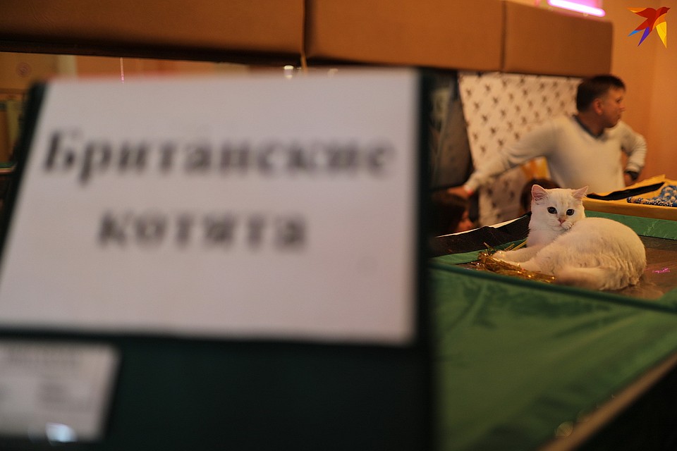 Британские котята очень хороши Фото: Дмитрий АХМАДУЛЛИН