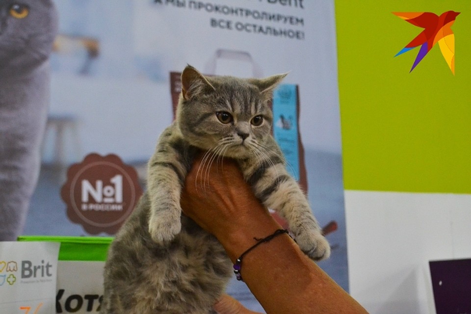 Фото с фестиваля любителей кошек и собак «ОктоберКот». Фото: Кирилл Мишин