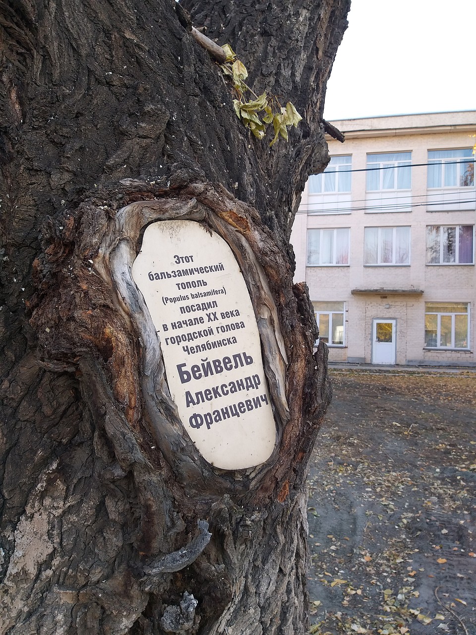 Выцветшая табличка расскажет историю легендарного дерева. Фото: Инна КУМЕЙКО