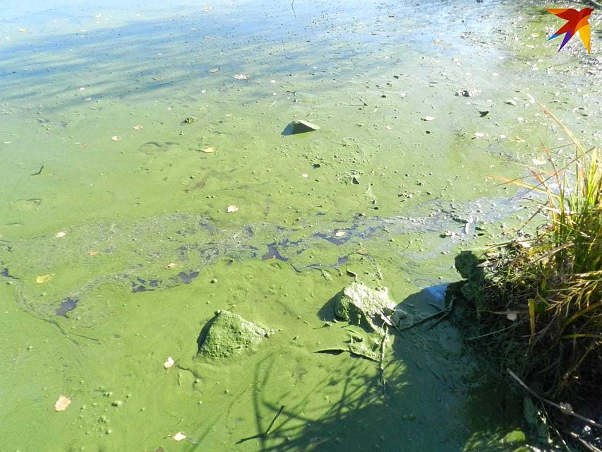 Поверхность водоема затянута зеленой пленкой. Фото: читательница "КП"