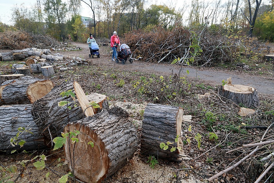 Вырубки в парке Изумрудном. Фото: Олег УКЛАДОВ