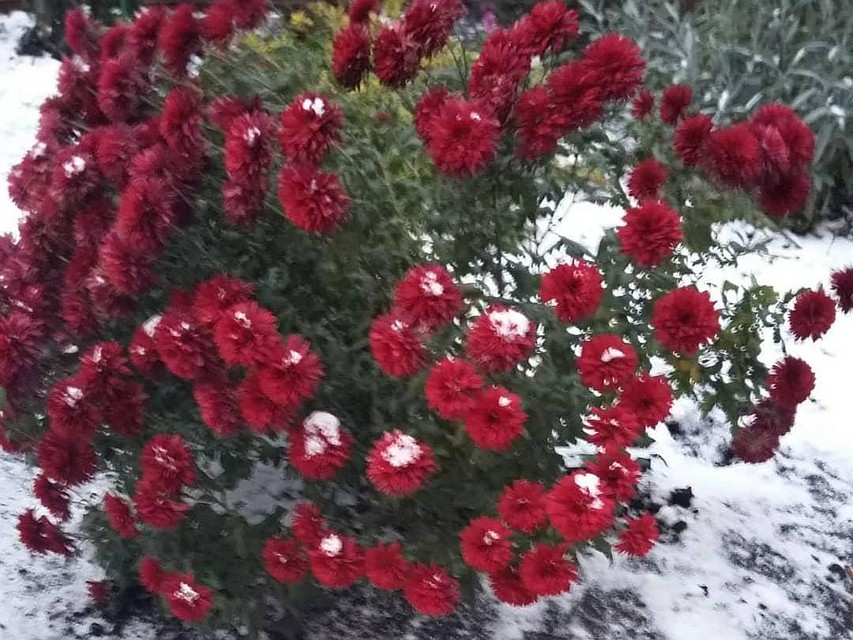 Фото из Instagram Светланы Макогон