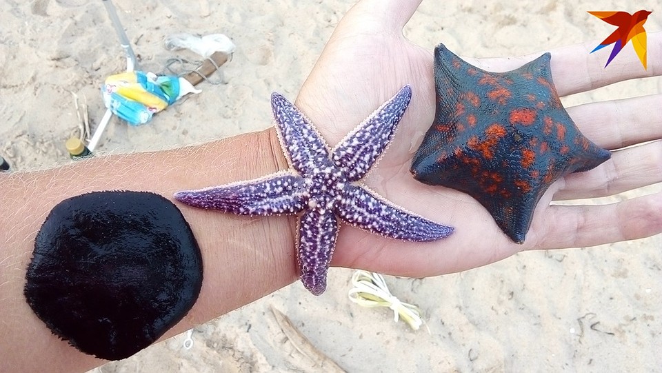 Выловить морских звезд в Японском море не составляет труда. Фото: из семейного архива