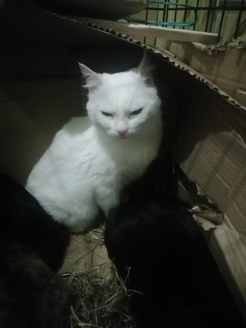 Кошки были довольно упитанные и чистые. Фото: Дай лапу