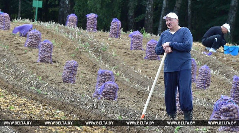 Лукашенко пообещал, что к 7 ноября будет убран весь белорусский урожай. Фото: БелТА.