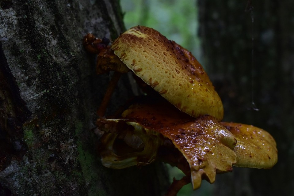 Pholiota adiposa. Фото: предоставлены кафедрой микологии и альгологии Биологического факультета МГУ