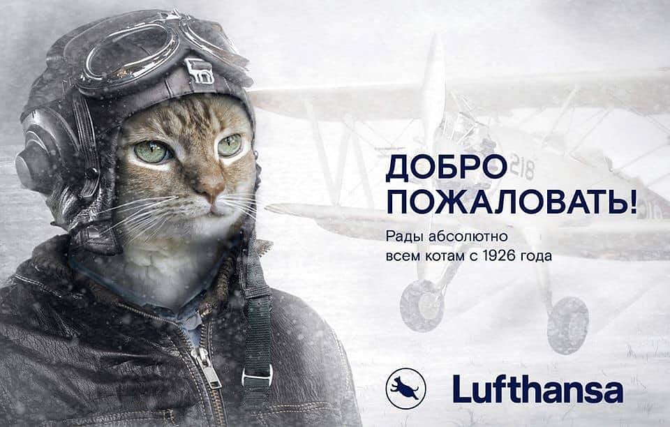 На кота свалилась настоящая слава