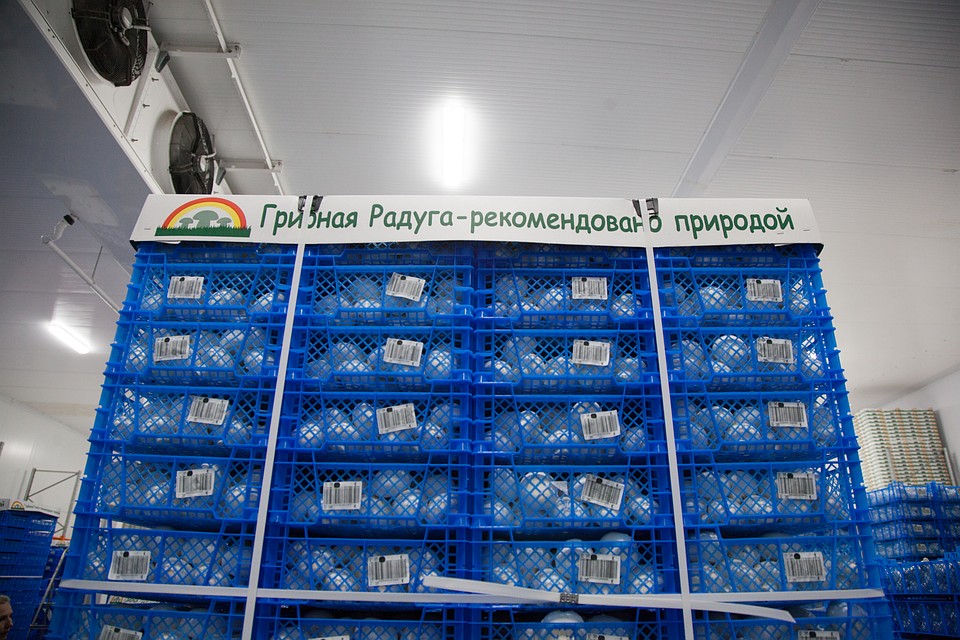 Упаковка продукции на агропредприятии "Грибная радуга"