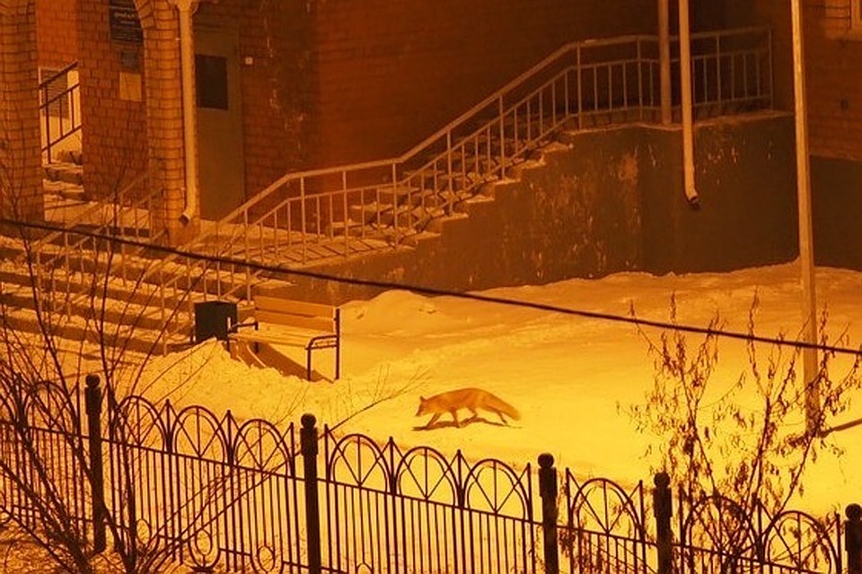Лисичку сфотографировали в Магнитогорском детском саду и выложили в соцсети. Фото: Черное&Белое Магнитогорск