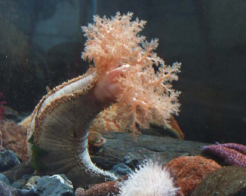 Морской огурец Cucumaria miniata обитает на дне Жёлтого моря Источник: Wikipedia.org