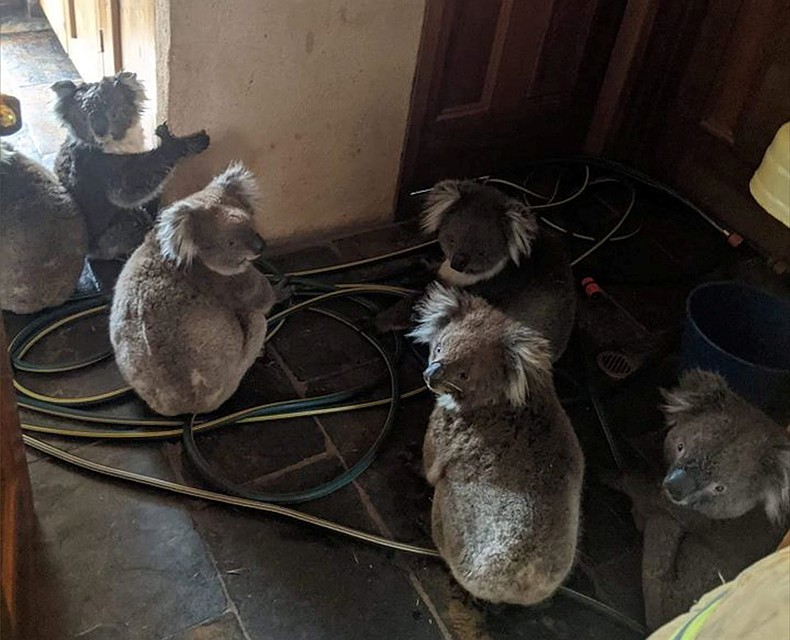 Коалы прячутся от огня и дыма в доме австралийцев. Фото: REUTERS
