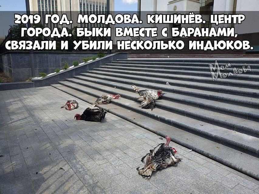 Это был приговор Плахотнюку. Автор: МемМолдова.