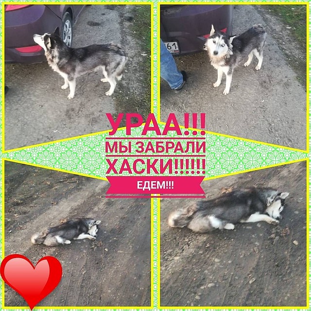 Местные зоозащитники только крутили у виска: мол, в такую глухомань за животными никто не поедет. Фото: Личный архив героя публикации