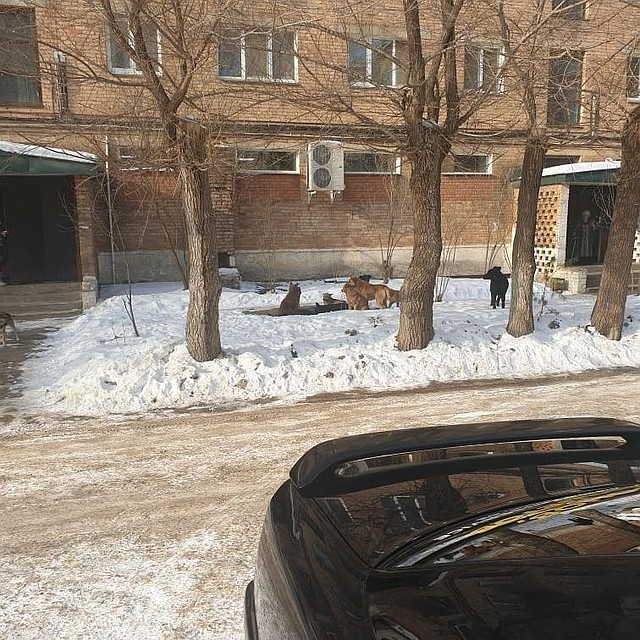Свора псов буквально захватила город. Фото: Фото: @arstv.