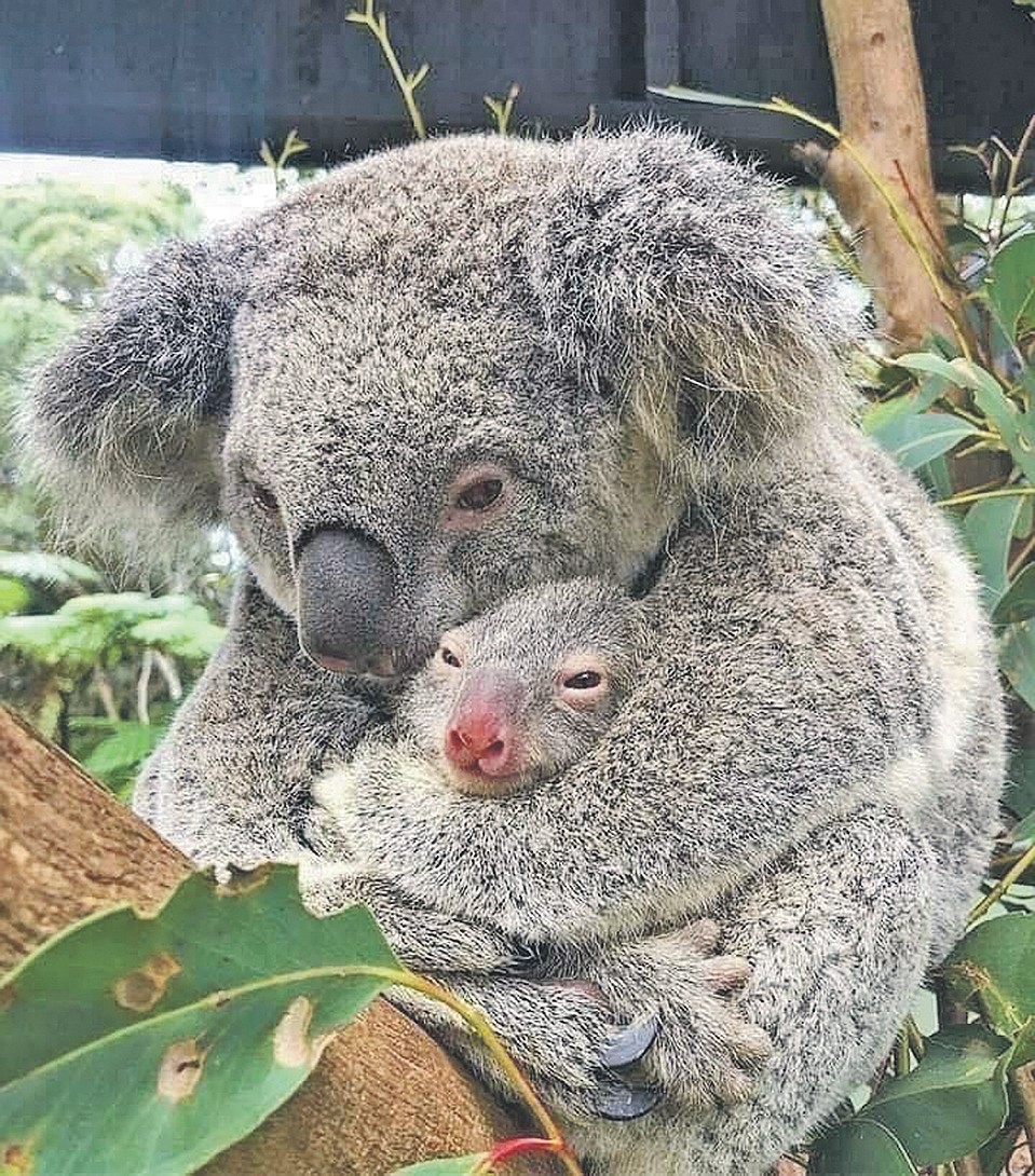 Коала со спасенным из огня малышом. Фото: facebook.com/maltaweathersite
