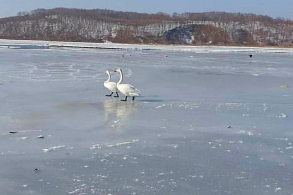 Водоем стремительно замерзает. Фото: dpscontrol