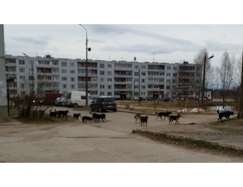 ФОТО: губернатор60.рф. Собаки сбиваются в крупные стаи.