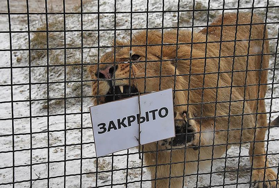 Тайган временно закрыт по решению суда. Фото: блог Тайгана