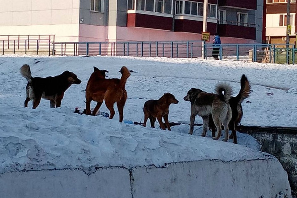 Собаки до сих пор бегают в том районе, где напали на девочку. Фото: предоставлено Еленой Штерн
