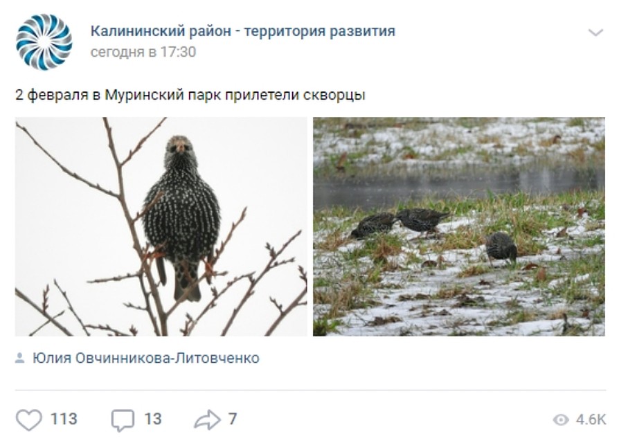 Петербуржцы удивились вестникам весны. Фото: vk.com/kalin_spb