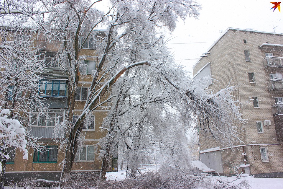 Второй день на улицах Донецка валятся деревья и обрываются электропровода Фото: Никита МАКАРЕНКОВ