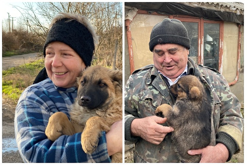 13 собак с острова Тузла уже нашли добрых хозяев. Фото: инфоцентр «Крымский мост»