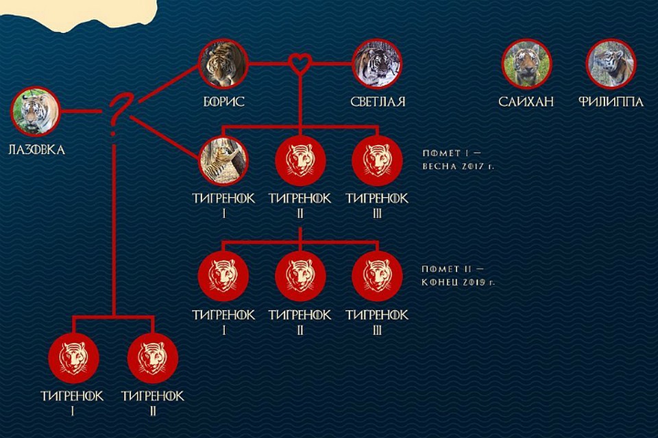 у звериных семейства уже появились свои фамильные древа Фото: Дальневосточный филиал центра "Амурский тигр"