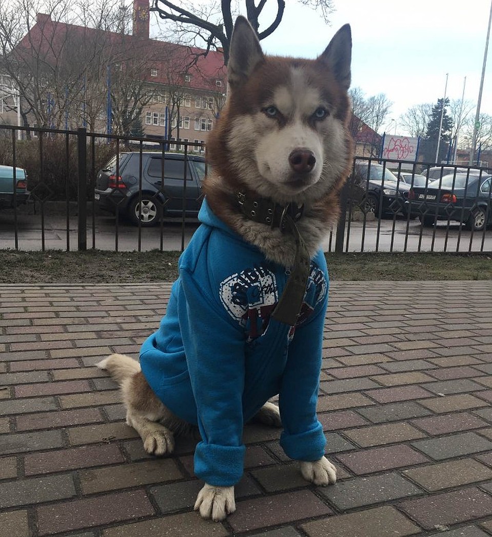 Красавец-пес!