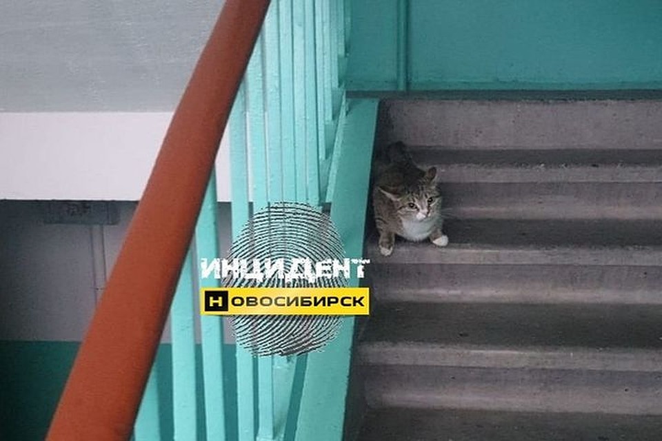 Животное прибилось в подьзд, ее подкармливали соседи, а потом она исчезла.