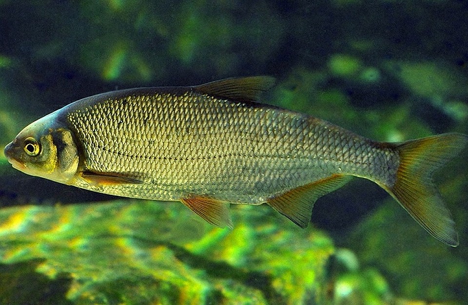 Рыбец также находится в Красной книге Орловской области. Фото: fishbiosystem.ru