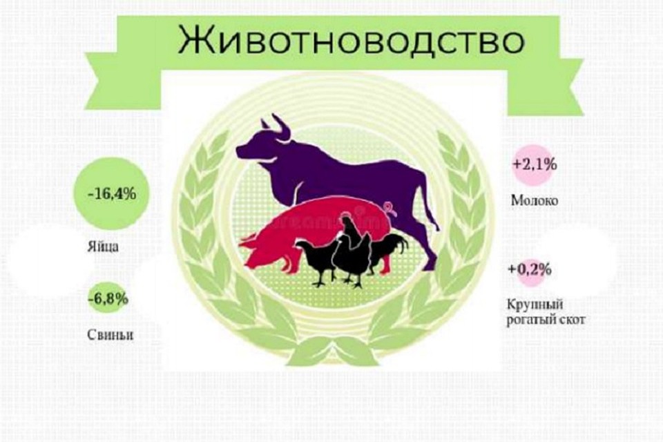 А на животную продукцию понизились на 1,5%. Фото: пресс-служба Новосибирскстата