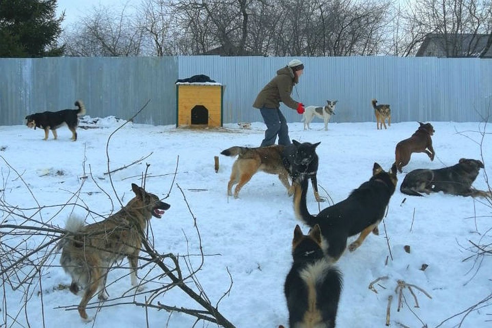 Жизнь пушистых питомцев бьет ключом. Фото: Предоставлено героем публикации