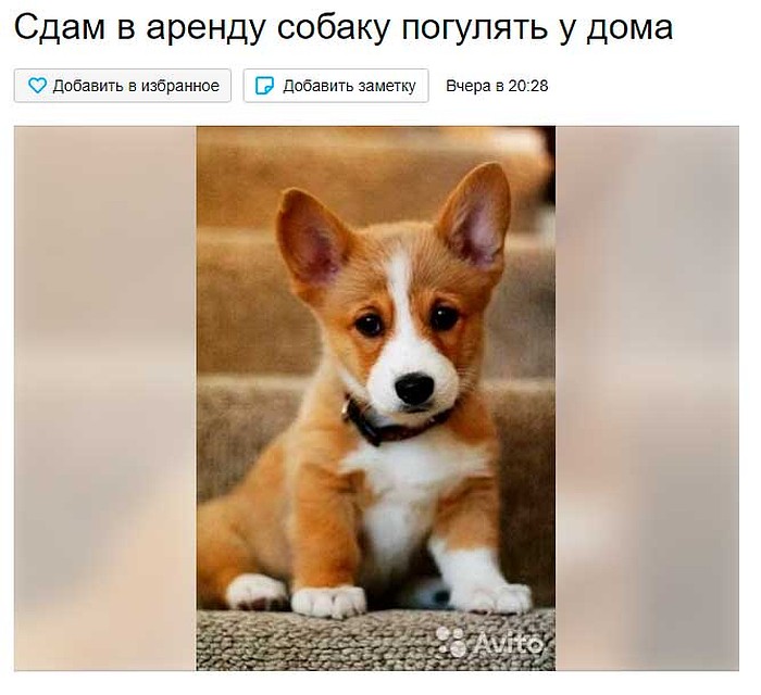 Аренда собак. Фото: avito.ru