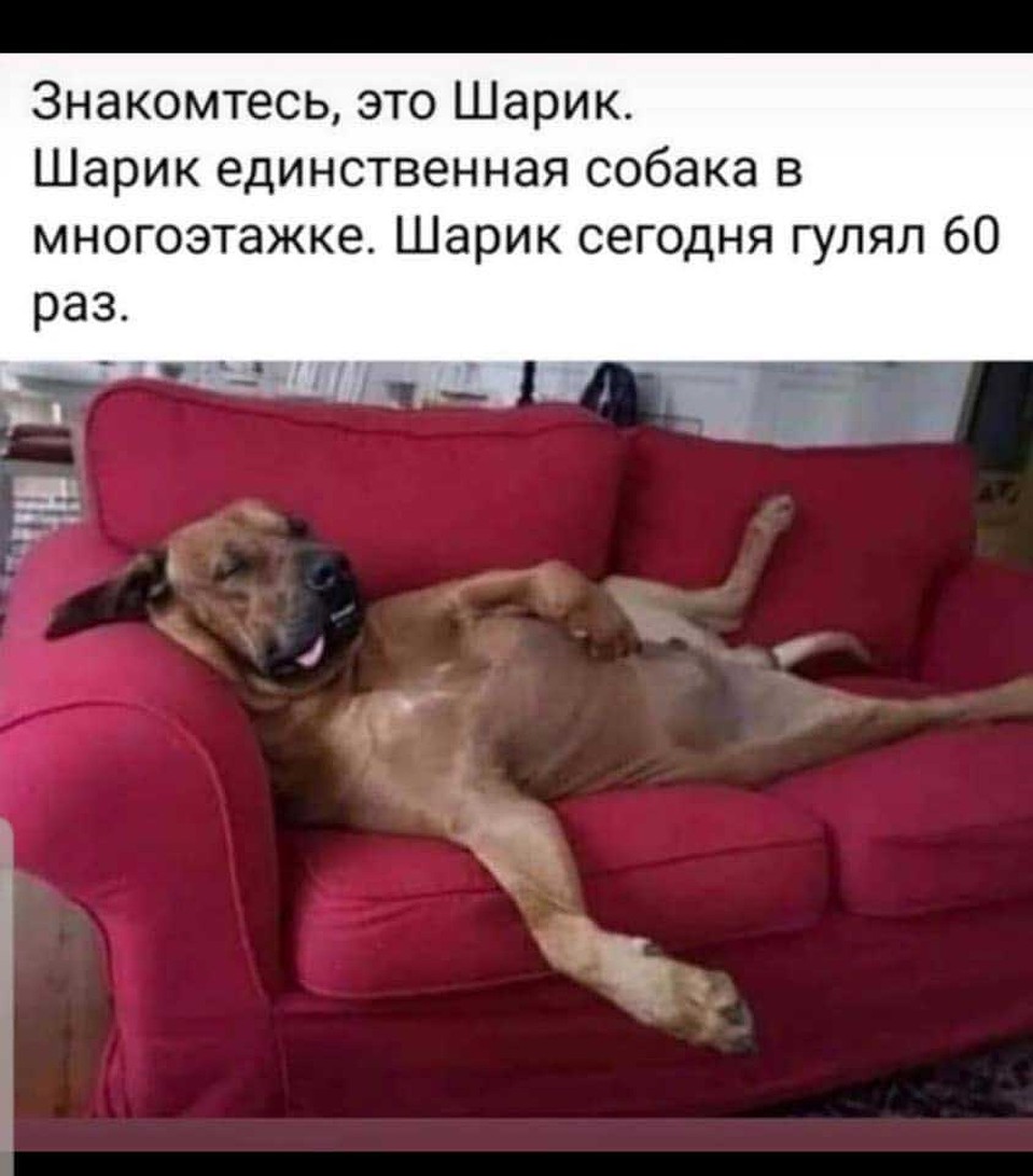 Шутка из интернета.