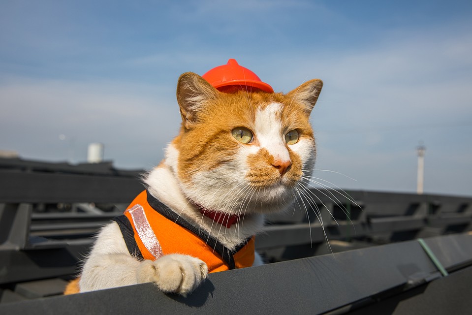 Каска коту к лицу. Фото: кот Моста/VK