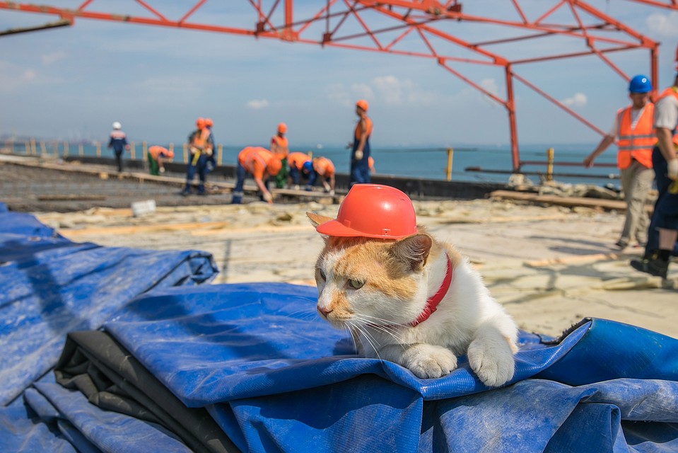 Кот участвовал в строительстве моста с самого начала. Фото: кот Моста/VK