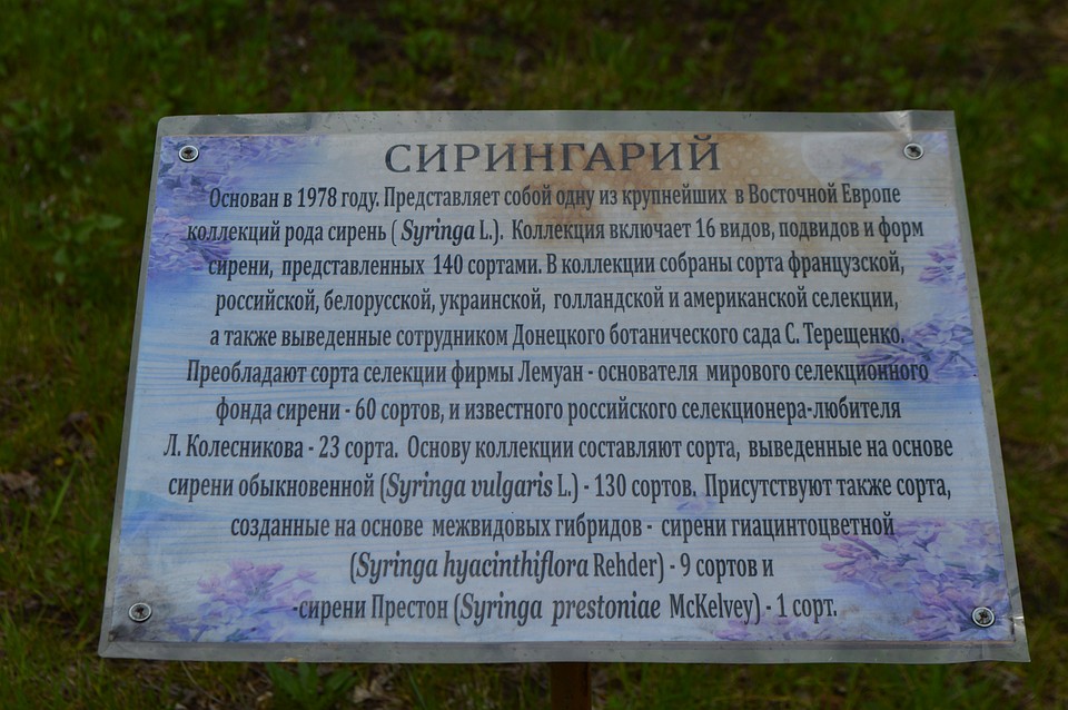 Сейчас одно из самых популярных мест в Донецке – сирингарий ботанического сада Фото: Роман ПОБЕРЕЖНЮК